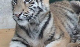 国产白虎一区,探寻东方武侠的传奇魅力