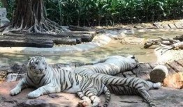 国产白虎一区,探寻东方武侠的传奇魅力